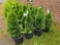 Emerald green arborvitae bid x 4