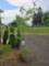 Redbud