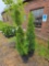 Emerald green arborvitae bid x 2