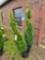 Emerald green arborvitae bid x 2