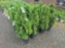 Green giant arborvitae bid x 4