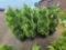 Green giant arborvitae bid x 4