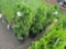 Green giant arborvitae bid x 4