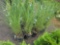 Ornamental Grass - Bid x4