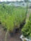 Ornamental Grass - Bid x4