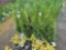 Green giant arborvitae bid x 4