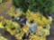 Spiraea bid x 4