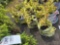 Spiraea bid x 4