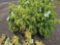 Juniper bid x 4