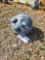 Concrete Pig Statue 10in tall