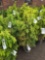 Juniper bid x 4