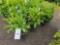 Boxwood bid x 4