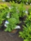 Boxwood bid x 4