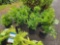 Boxwood bid x 4