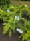 Junipers bud x 4