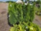 Emerald green arborvitae bid x 4