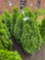 Emerald green arborvitae bid x 4