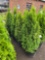 Emerald green arborvitae bid x 4