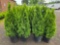 Emerald green arborvitae bid x 4