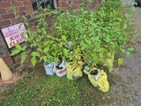 4 Red Twig Bailey Dogwoods - Bid x4