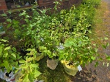 4 Red Twig Bailey Dogwoods - Bid x4