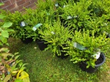 4 Wintergreen Boxwoods - Bid x4