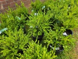 4 Wintergreen Boxwoods - Bid x4