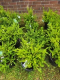 4 Wintergreen Boxwoods - Bid x4
