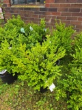 4 Wintergreen Boxwoods - Bid x4