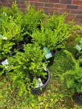 4 Wintergreen Boxwoods - Bid x4