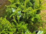 Taxus bid x 4