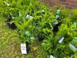 Taxus bid x 4