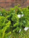 Taxus bid x 4