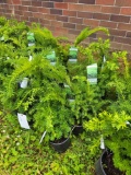 Taxus bid x 4