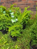 Taxus bid x 4