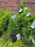Emerald green Arborvitae bid x 4