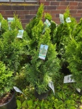 Emerald green Arborvitae bid x 4