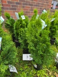 Emerald green Arborvitae bid x 4