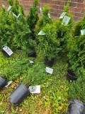 Emerald green Arborvitae bid x 4