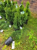Emerald green Arborvitae bid x 4