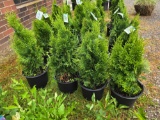 Emerald green arborvitae bid x 4