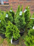 Emerald green arborvitae bid x 4