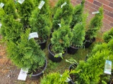 Emerald green arborvitae bid x 4
