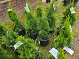Emerald green arborvitae bid x 4