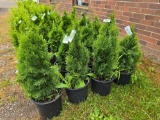 Emerald green arborvitae bid x 4