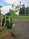 Redbud