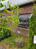 Redbud