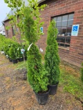 Emerald green arborvitae bid x 2