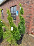 Emerald green arborvitae bid x 2