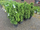 Green giant arborvitae bid x 4
